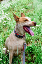 Load image into Gallery viewer, Railroad Canvas Denim Dog Collar