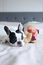 Load image into Gallery viewer, MISTER GINGERBREAD// Holiday Toy// Enrichment Dog Toy