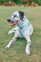 Load image into Gallery viewer, ‘Pup Pup Hooray’ Adjustable Harness by Sassy Woof