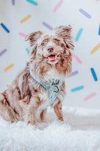 Load image into Gallery viewer, ‘Pup Pup Hooray’ Adjustable Harness by Sassy Woof