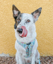 Load image into Gallery viewer, ‘Pup Pup Hooray’ Adjustable Harness by Sassy Woof