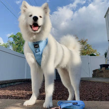 Load image into Gallery viewer, ‘Blumond’ Adjustable Harness by Sassy Woof