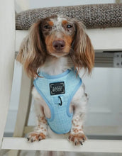 Load image into Gallery viewer, ‘Blumond’ Adjustable Harness by Sassy Woof