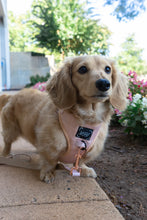 Load image into Gallery viewer, ‘Pinot’ Adjustable Harness by Sassy Woof