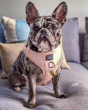 Load image into Gallery viewer, ‘Pinot’ Adjustable Harness by Sassy Woof