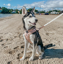 Load image into Gallery viewer, ‘Pinot’ Adjustable Harness by Sassy Woof