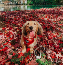 Load image into Gallery viewer, ‘Merlot’ Adjustable Harness by Sassy Woof