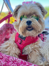 Load image into Gallery viewer, ‘Merlot’ Adjustable Harness by Sassy Woof