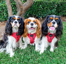 Load image into Gallery viewer, ‘Merlot’ Adjustable Harness by Sassy Woof