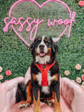 Load image into Gallery viewer, ‘Merlot’ Adjustable Harness by Sassy Woof
