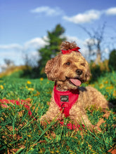 Load image into Gallery viewer, ‘Merlot’ Adjustable Harness by Sassy Woof