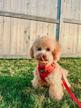 Load image into Gallery viewer, ‘Merlot’ Adjustable Harness by Sassy Woof