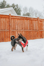 Load image into Gallery viewer, ‘Merlot’ Adjustable Harness by Sassy Woof