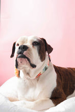 Load image into Gallery viewer, Lulu Pink Floral Voile Dog Collar