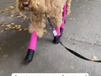 Load and play video in Gallery viewer, Walkee Paws - *NEW* DELUXE Easy On Boot Leggings