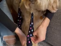 Load and play video in Gallery viewer, Walkee Paws - *NEW* DELUXE Easy On Boot Leggings