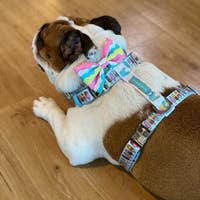 Load image into Gallery viewer, Dog Pet Strap Health Adjustable Harness | Pupsicle Icecream
