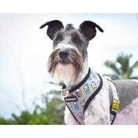 Load image into Gallery viewer, Dog Pet Reversible Health Harness | Mint StarPup