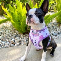 Load image into Gallery viewer, Dog Pet Reversible Health Harness | Magical Butterfly