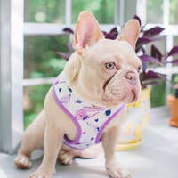 Load image into Gallery viewer, Dog Pet Reversible Health Harness | Magical Butterfly
