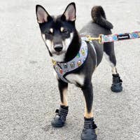 Load image into Gallery viewer, Dog Pet Reversible Health Harness | Mint StarPup