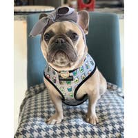 Load image into Gallery viewer, Dog Pet Reversible Health Harness | Mint StarPup