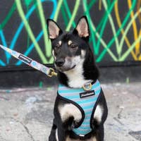 Load image into Gallery viewer, Dog Pet Reversible Health Harness | Mint StarPup