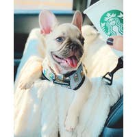 Load image into Gallery viewer, Dog Pet Reversible Health Harness | Mint StarPup