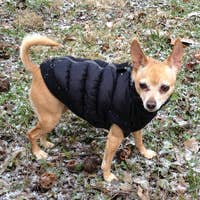 Load image into Gallery viewer, HD Crown Scrunchy Puffer Vest – Black by Hip Doggie