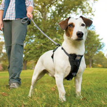 Load image into Gallery viewer, Tru-Fit Smart Dog Walking Harness by Kurgo