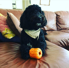 Load image into Gallery viewer, MKB JACK O' LANTERN DURABLE RUBBER CHEW TOY & TREAT DISPENSER - LARGE - ORANGE