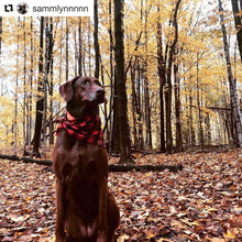 Load image into Gallery viewer, Red & Black Plaid Bandana by Puppy Riot