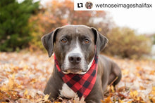 Load image into Gallery viewer, Red &amp; Black Plaid Bandana by Puppy Riot
