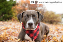 Load image into Gallery viewer, Red & Black Plaid Bandana by Puppy Riot