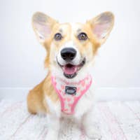 Load image into Gallery viewer, 'Dolce Rose' Reversible Dog Harness by Sassy Woof