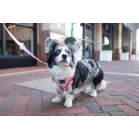 Load image into Gallery viewer, 'Dolce Rose' Dog Fabric Leash by Sassy Woof