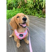 Load image into Gallery viewer, 'Dolce Rose' Dog Fabric Leash by Sassy Woof