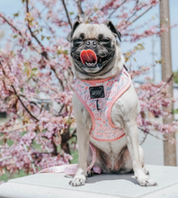 Load image into Gallery viewer, 'Mama's Girl' Adjustable Dog Harness