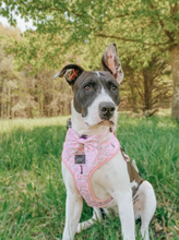 Load image into Gallery viewer, 'Mama's Girl' Adjustable Dog Harness