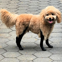 Load image into Gallery viewer, Walkee Paws - *NEW* DELUXE Easy On Boot Leggings