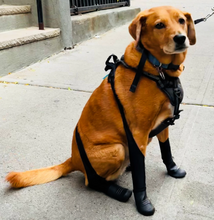Load image into Gallery viewer, Walkee Paws - *NEW* DELUXE Easy On Boot Leggings