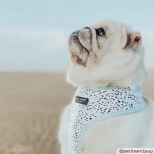 Load image into Gallery viewer, Mint Dalmatian Reversible Harness