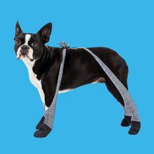 Load image into Gallery viewer, Walkee Paws - SNUG FIT