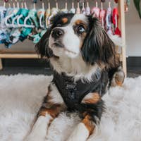 Load image into Gallery viewer, 'Baby got Black' Adjustable Dog Harness