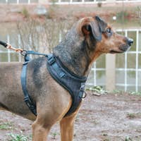 Load image into Gallery viewer, 'Baby got Black' Adjustable Dog Harness