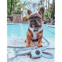 Load image into Gallery viewer, '50 Shades of Sass' Adjustable Dog Harness by Sassy Woof
