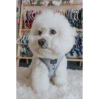 Load image into Gallery viewer, '50 Shades of Sass' Adjustable Dog Harness by Sassy Woof