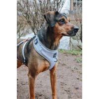 Load image into Gallery viewer, '50 Shades of Sass' Adjustable Dog Harness by Sassy Woof
