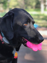 Load image into Gallery viewer, SP PAW PRINT ULTRA DURABLE NYLON DOG CHEW TOY FOR AGGRESSIVE CHEWERS - PINK