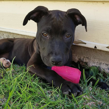 Load image into Gallery viewer, MKB CAN TOY DURABLE RUBBER CHEW TOY & TREAT DISPENSER โ PINK